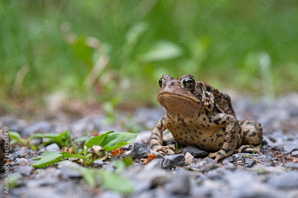 Obraz premium Crapaud d'Amérique