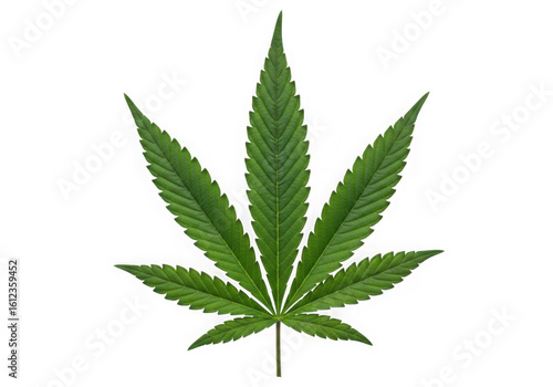 Green cannabis leaf isolated on transparent background