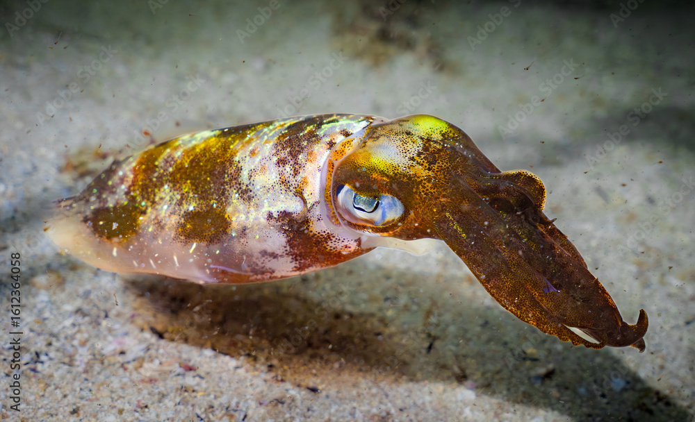 Obraz premium Squid in a sandy bottom