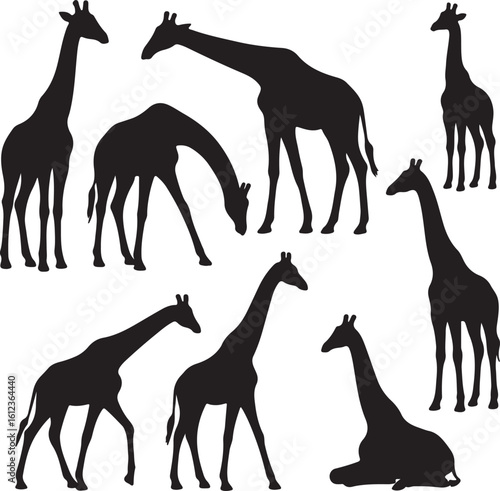 vector set of silhouttee giraffes in different poses  on white background