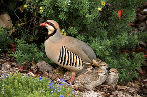 Chukar, a beautifulgame bird, living in the wild.