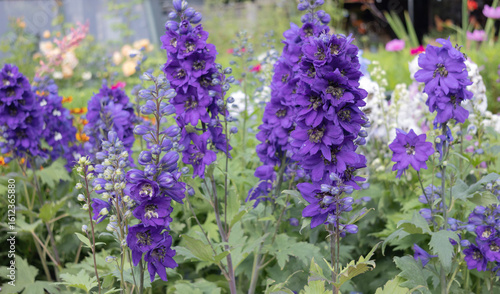 Flores de Delphinium, también conocidas como 