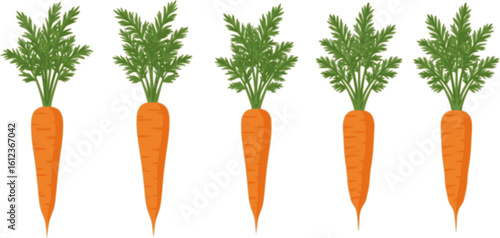 Set of three carrots with green leaves on isolated background. Minimalist flat design vegetable pattern. Modern clean illustration style perfect for food packaging and healthy eating blogs, articles