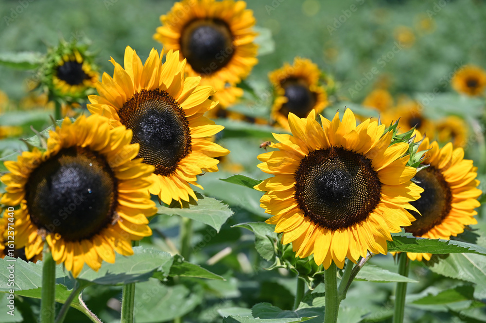 Fototapeta premium sunflowers in the field
