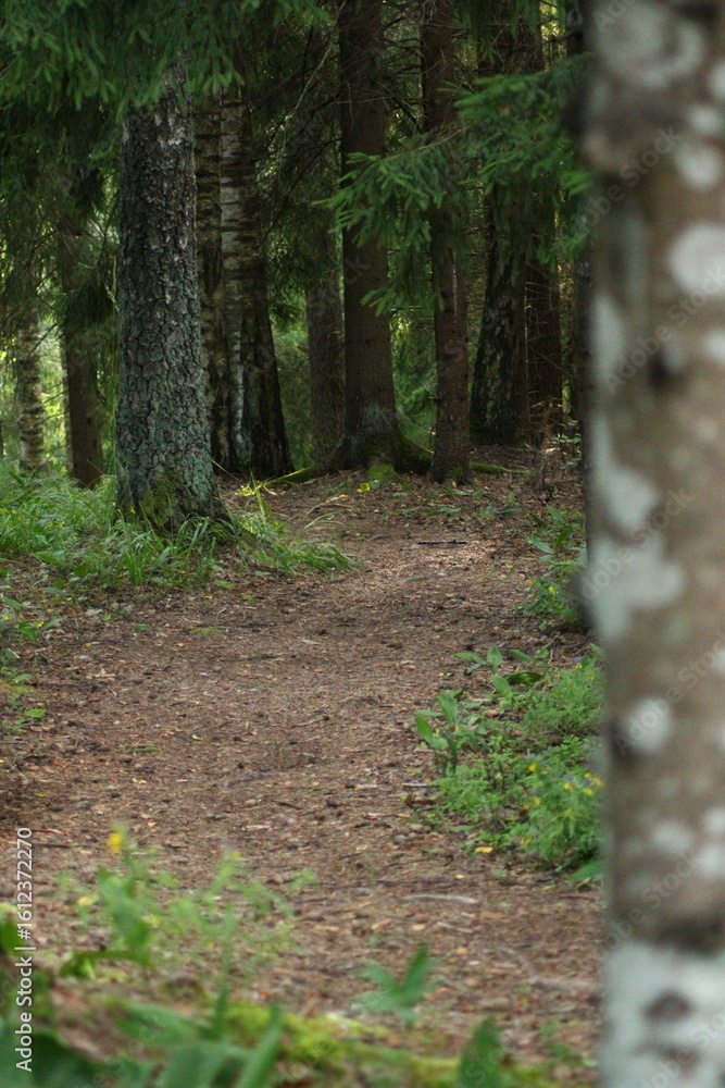 Fototapeta premium path in the woods