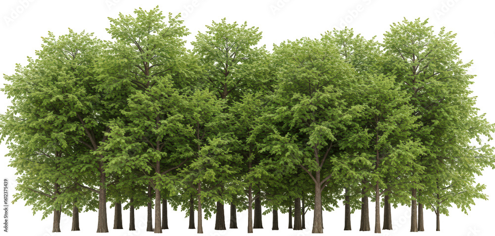 Fototapeta premium A transparent PNG of the profile of a dense forest of deciduous trees with thin trunks