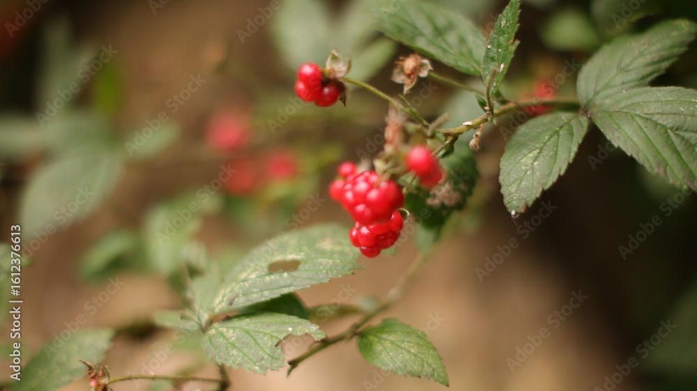 Fototapeta premium Wild Red Berries in the Forest