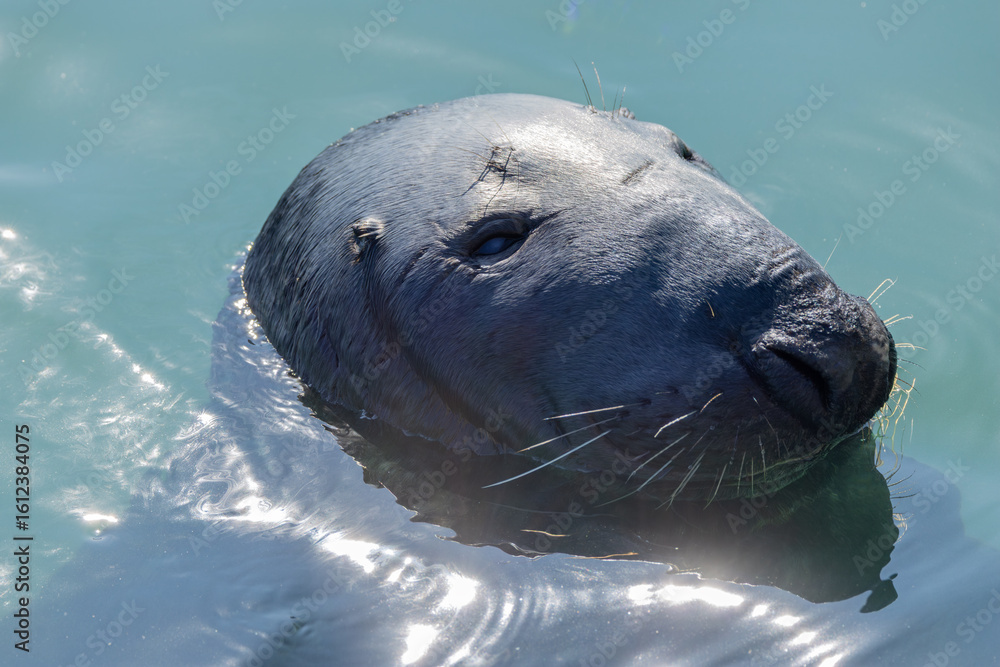 Fototapeta premium Grey Seal (Halichoerus grypus) – Common along North Atlantic coasts including Ireland's eastern shores