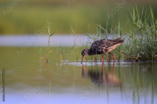 Dunkelwasserläufer (Tringa erythropus) spotted redshank