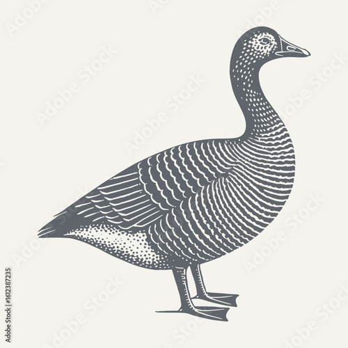 A detailed black and white illustration of a goose, perfect for design.