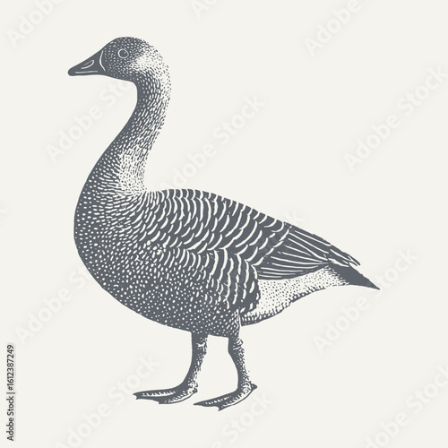 Intricate vintage engraving of a goose, meticulously detailed and isolated.