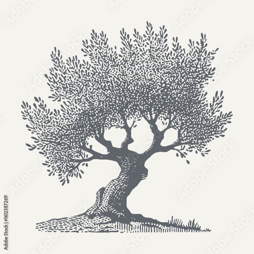 Detailed black and white illustration of a mature olive tree with lush foliage.