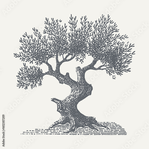 A detailed black and white illustration of a beautiful olive tree in full view.