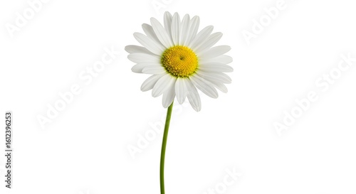 Wallpaper Mural Stunning white daisy with vibrant yellow center and green stem isolated on a clean white background, perfect for nature and wellness themes. Torontodigital.ca