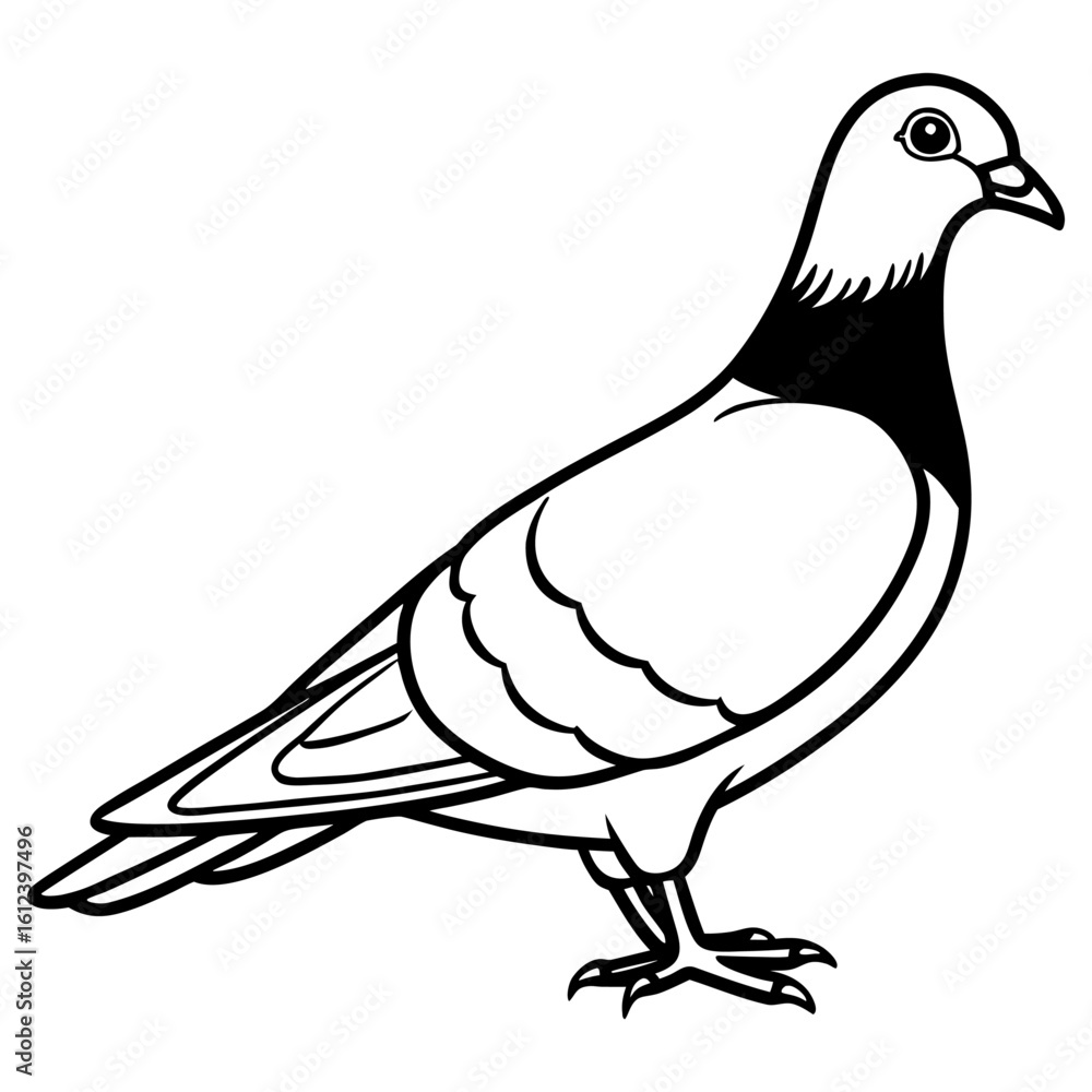 Fototapeta premium Vector art of a distinguished pigeon with a dark neck is isolated on white background, showcasing its unique markings and serene posture