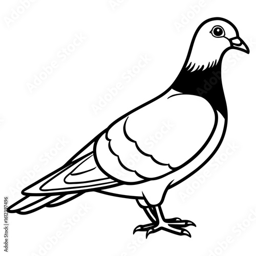 black and white pigeon standing, side view clip art preview