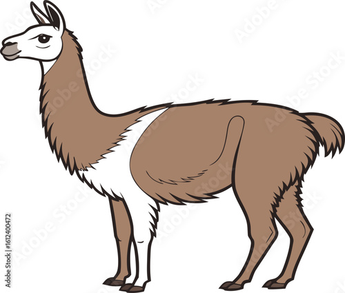 llama full view on white background vector
