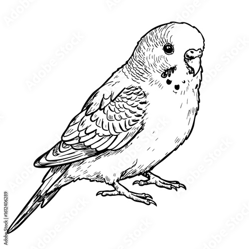 Vintage sketch of a budgie bird in detailed black and white illustration  