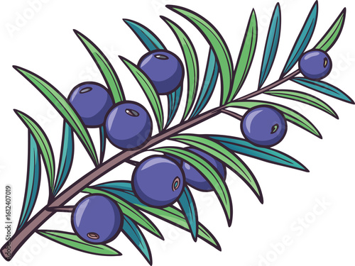 juniper berries vector illustration transparent background