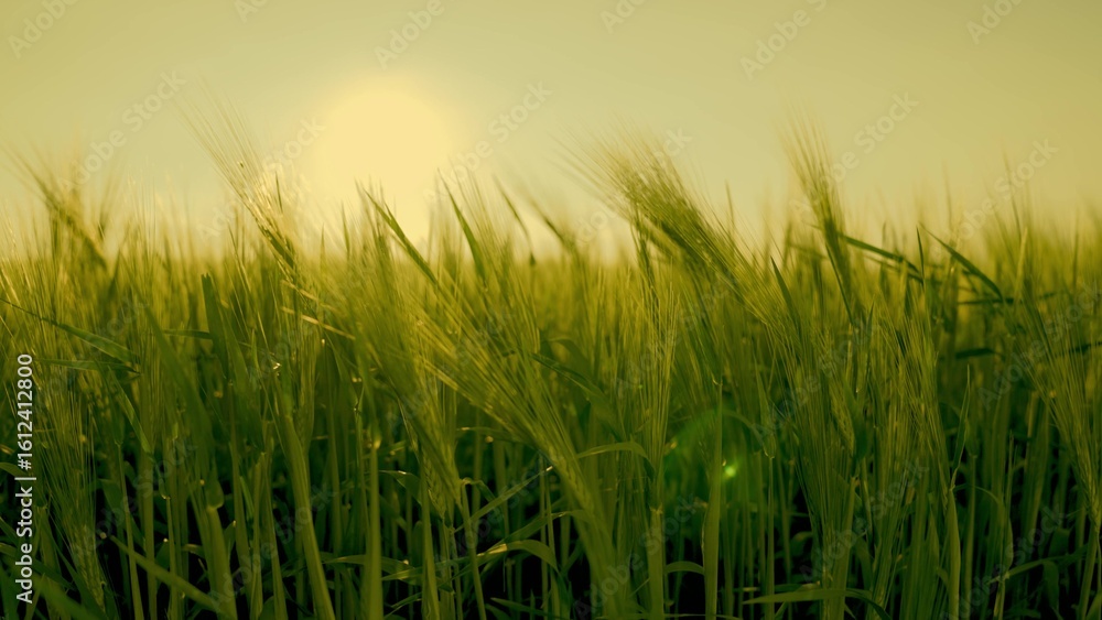 Obraz premium green wheat at sunset field. summer plantation landscape. farming concept. agriculture. ears wheat leaves sway wind. young fresh grain. growing food agriculture. natural organic rural industry yields