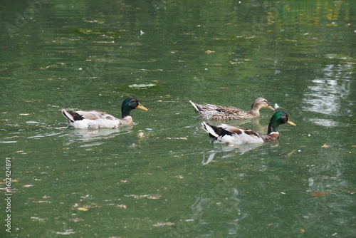 ducks in the lake