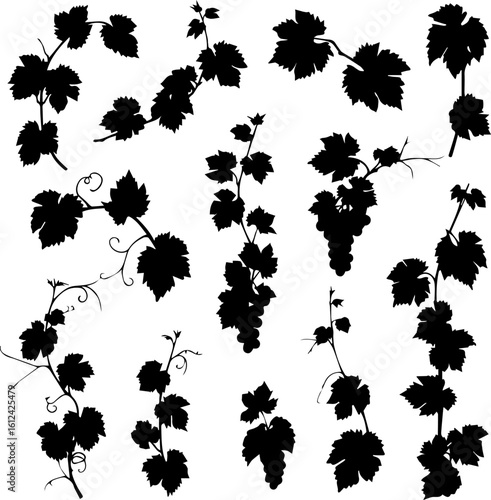 A collection of grape vine silhouettes with leaves, tendrils, and bunches of grapes, isolated on a white background.