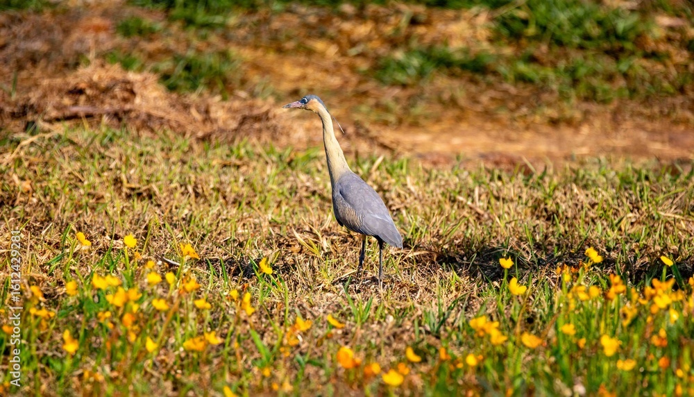 Fototapeta premium The whistling heron (Syrigma sibilatrix) is a medium-sized, often terrestrial heron of South America. It is the only species placed in the genus Syrigma.