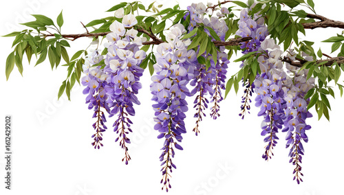 Wisteria blossoms cascade from a branch