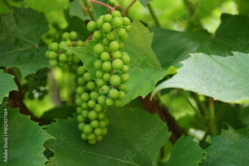 bunch of grapes