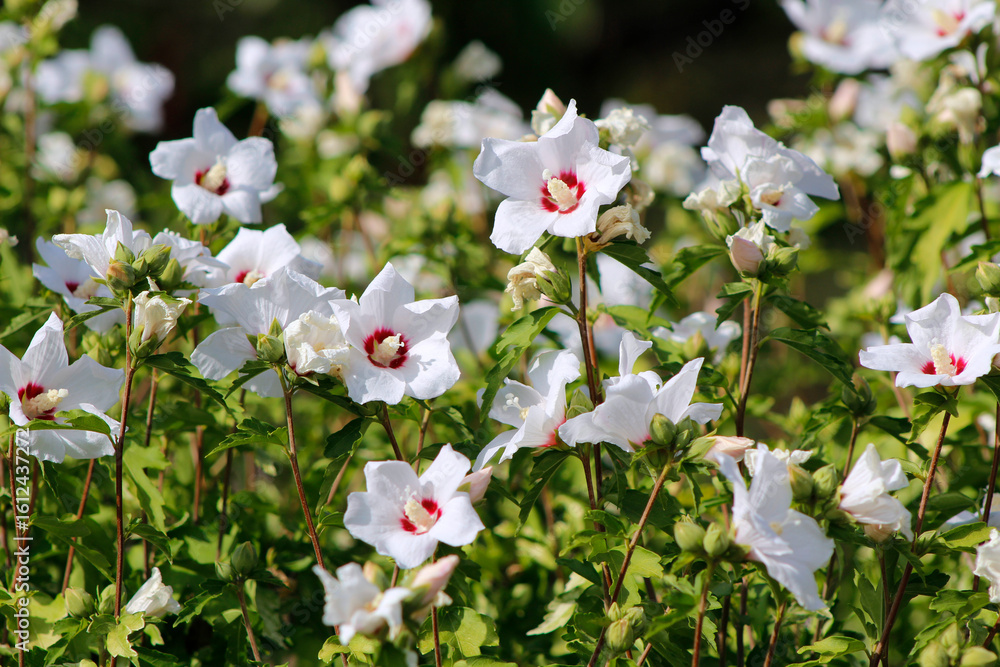 Fototapeta premium white hibiscus flowers on a sunny day