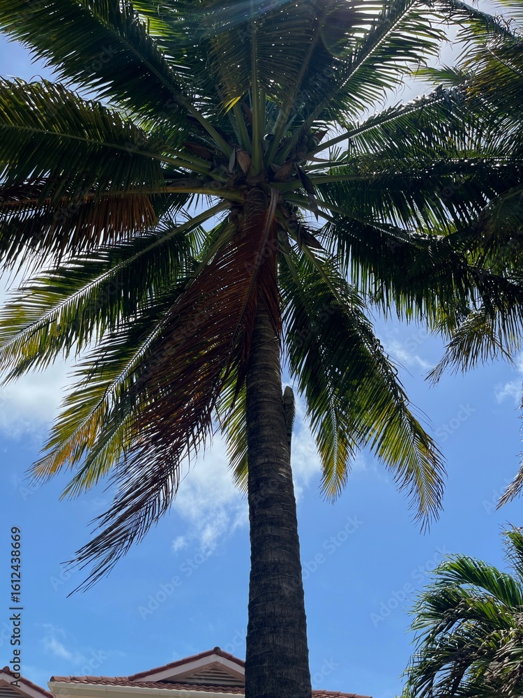 Fototapeta premium palm trees on the beach