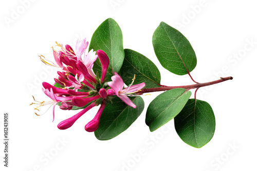 Close-up of a vibrant pink honeysuckle flower and leaves