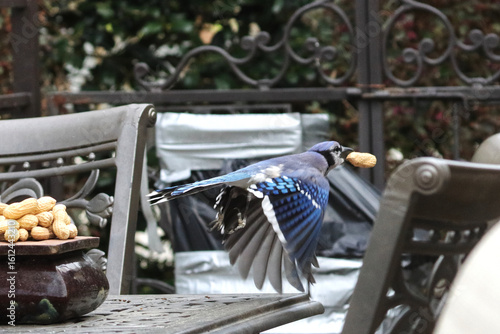 Blue jay flying away with raw peanut in bill. 
