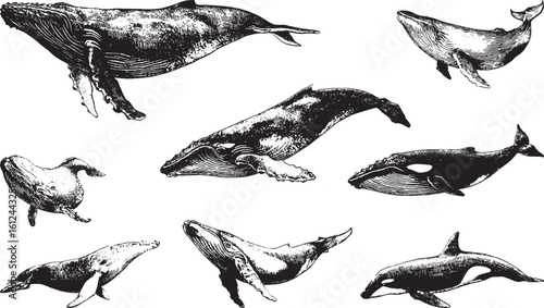 Stunning Black and White Whale Illustrations Collection for Art Prints and Designs