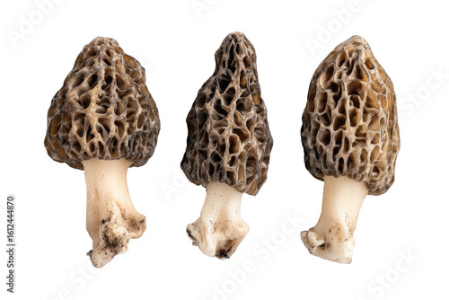 Three Morel Mushrooms