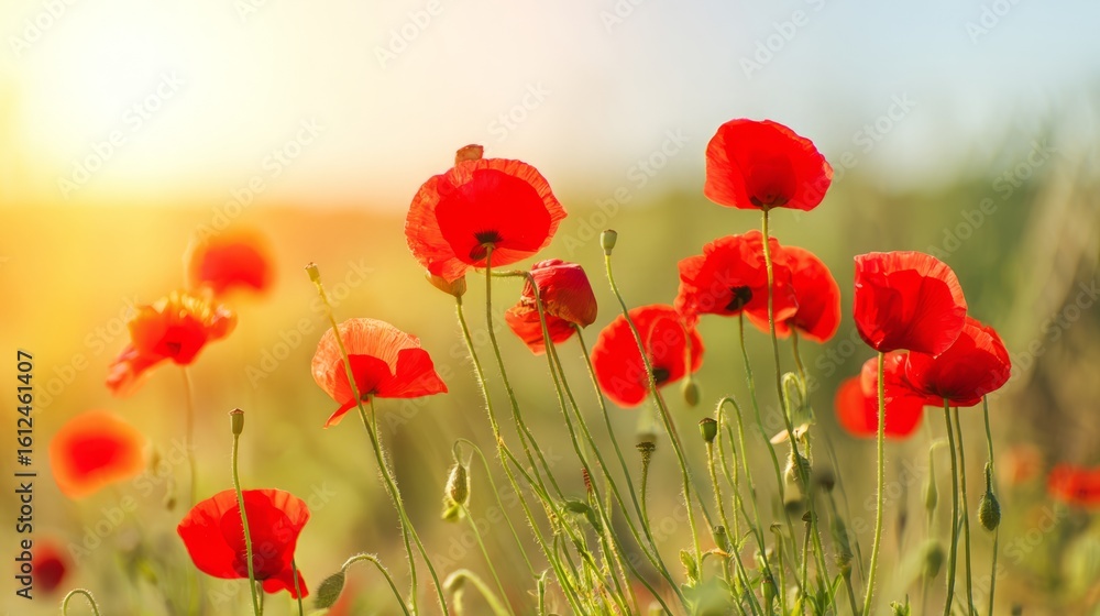 Fototapeta premium Vibrant red poppies glowing under the golden light of a sunset. 