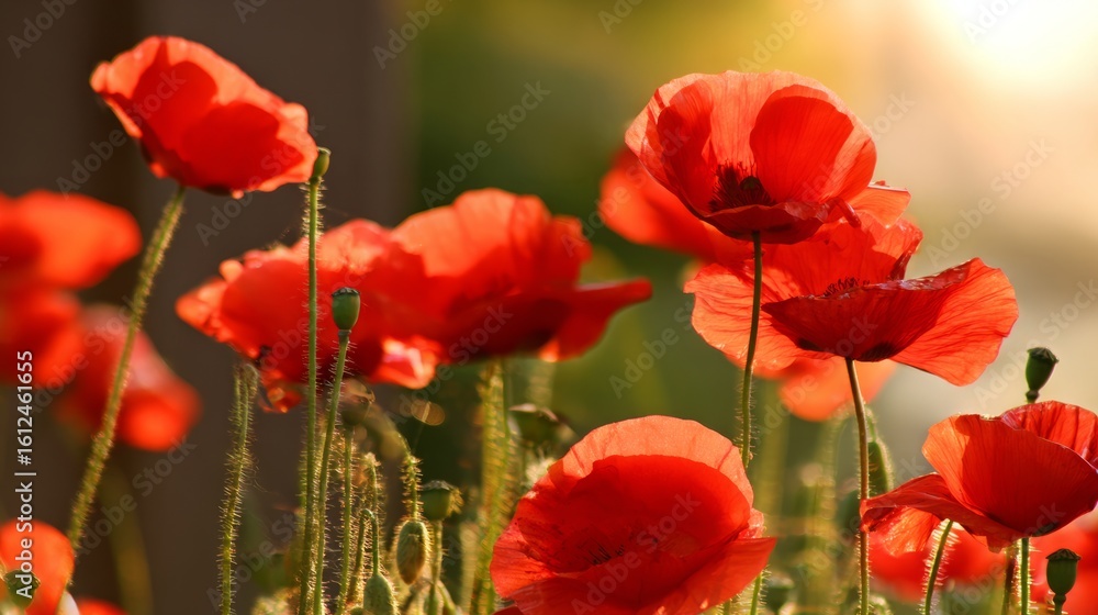 Naklejka premium Vibrant red poppies glowing under the golden light of a sunset. 