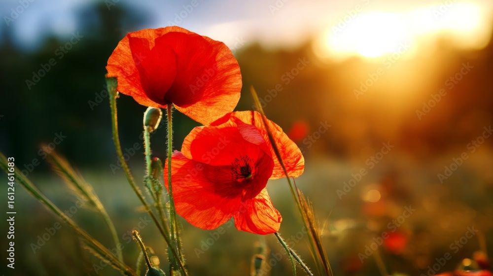 Obraz premium Vibrant red poppies glowing under the golden light of a sunset. 