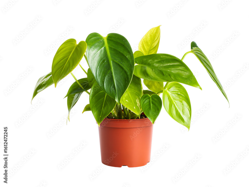 Fototapeta premium Green philodendron plant in a terracotta pot isolated on transparent background