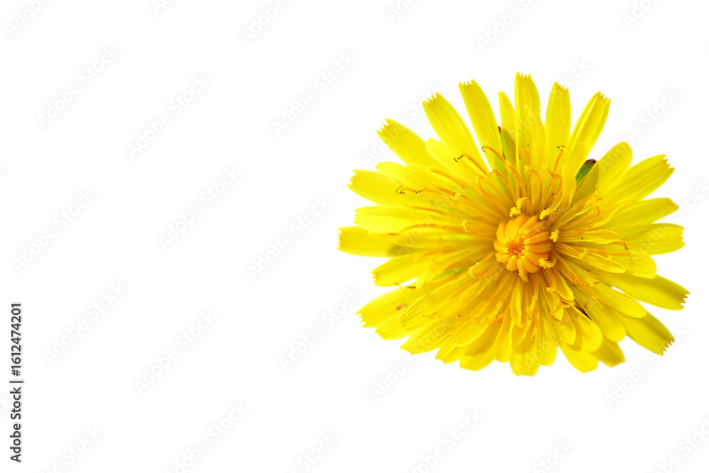 Bright yellow dandelion flower isolated on transparent background Bright yellow dandelion flower isolated on transparent background