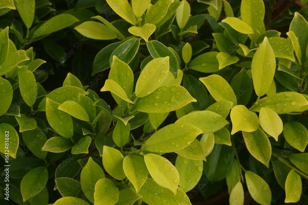 Obraz premium Smooth Texture and Vibrant Foliage in Natural Light for Botanical and Nature Backgrounds