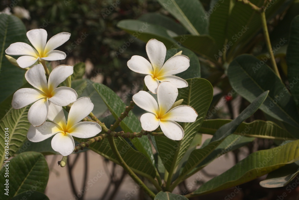 Fototapeta premium Frangipani White Flowers in Full Bloom with Yellow Centers and Lush Green Leaves in Soft Focus Natural Garden Background