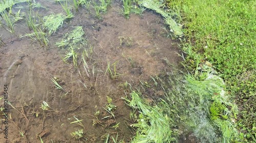 水田に流れ込む水