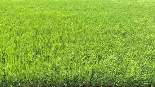風に揺れる緑の稲