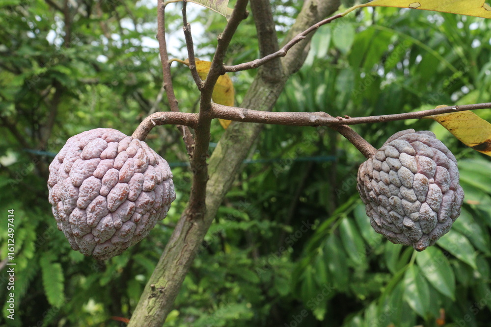 Fototapeta premium sugar apple on tree in firm