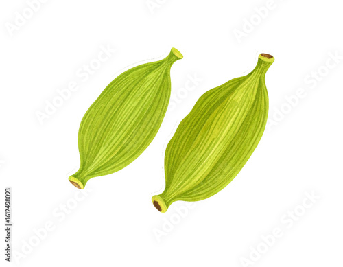 Wallpaper Mural Cardamom isolated on a transparent background Torontodigital.ca