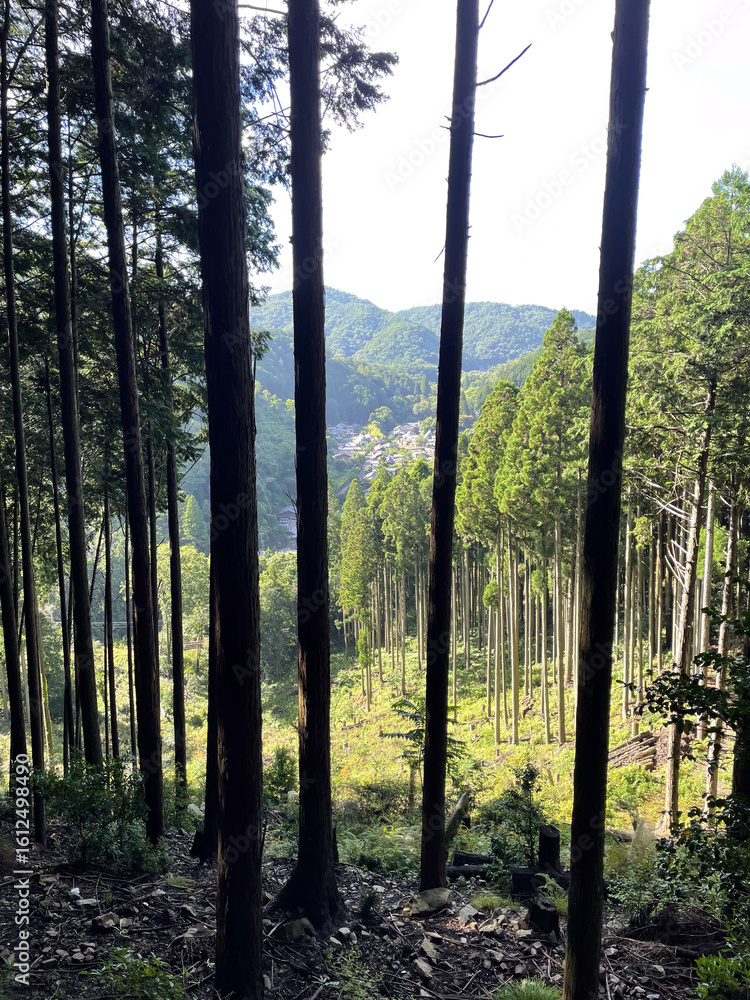 Naklejka premium 木立の向こうの山々と二ノ瀬の集落