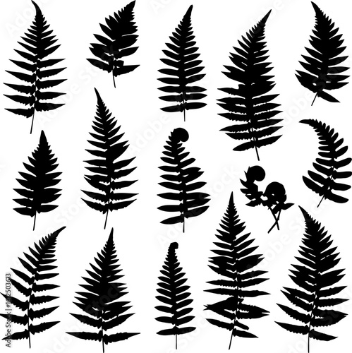 Obraz na plátně A collection of fifteen fern frond silhouettes in various stages of growth and positions, presented against a white background