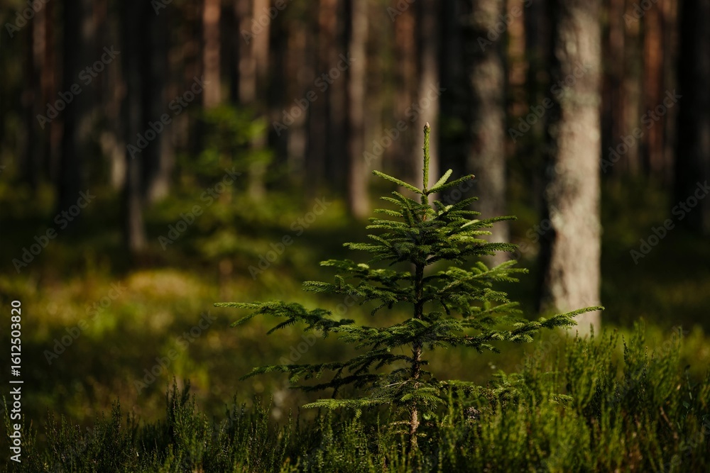 Fototapeta premium forest in the morning