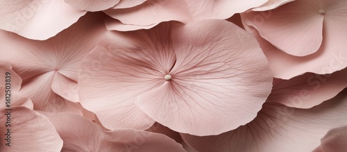 Elegant botanical backdrop featuring gentle pink hydrangea flower petals, conveying delicacy